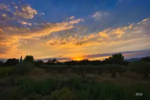 Die untergehende Sonne zaubert ein fantastisches Licht über dem Rebberg in Südfrankreich.