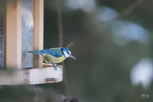 Eine Blaumeise steht am Futterkasten.