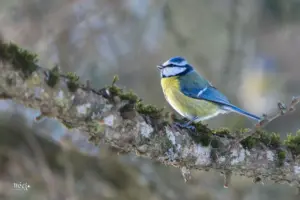 Eine Blaumeise steht auf einem dicken Aste eines Baumes und sonnt sich.