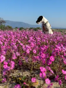 Hund posiert im Flor von tausenden pinkigen Blumen am Strand.