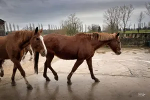Pferde auf dem Weg in den Stall eines Gestüts im Burgund.