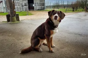 Der Chef auf dem Bauernhof ist der Wachhund der hier so völlig unschuldig dreinschaut.
