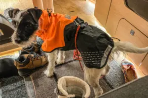 Ein Hund steht eingekleidet mit einem Regenschutz bereit um nach draussen zu gehen.