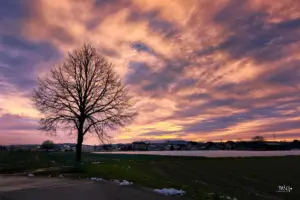 Sonnenuntergang in der weiten Landschaft mit einem kahlen Baum im Vordergrund.