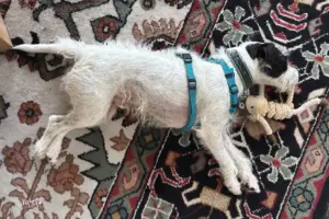 Ein weiss-schwarzer Hund liegt auf dem Teppich und schläft.
