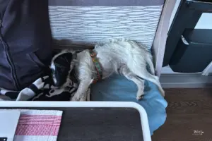 Ein Hund liegt auf dem Sofa und erholt sich.