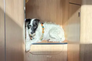 Ein Hund hat sich im Wohnmobil auf der Treppe plaziert direkt im Strahl der Sonne.