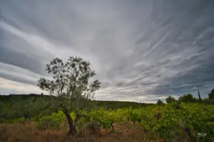 Der dunkle Himmel ist schön strukturiert und bildet langgezogene Wolken die mächtig über dem Weinrebenfeld thronen.