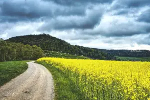 Das knallgelb leuchtende Rapsfeld ergibt einen starken Kontrast zum grauen, dunklen Himmel.