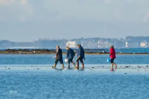 Eine Gruppe Menschen watet durch das seichte Wasser das noch übrig ist bei Ebbe und sucht nach Muscheln und Krustentieren.