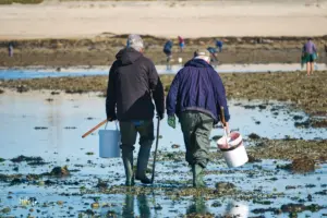 Zwei alte Männer sind auf dem Rückweg mit ihrem erfolgreichen Muschelfang bevor die Flut das ganze Gebiet wieder überflutet.