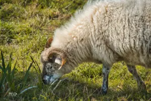 Ein Schaf mit schön gedrehtem Horn geniesst das spätherbstliche Gras.