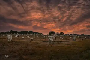 Abendstimmung über den Steinreihen von Carnac.