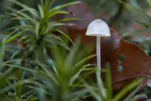 Ein kleiner Minipilz schaut vorwitzig aus dem Unterholz hervor.