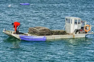 Das sehr flache Boot ist so ausgelegt für die Austernzüchter damit sie bei tiefem Wasserstand an ihre Austernbänke heran kommen um die Drahtsäcke voller Austern aufzuladen.