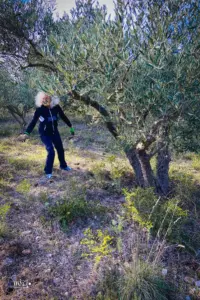 Frau im Olivenhain bei der Pflege der Olivenbäume.