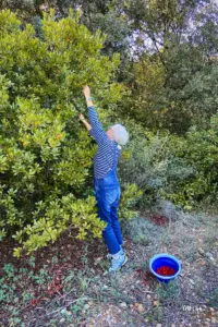 Eine Frau pflückt die reifen Früchte vom Erdbeerbaum.