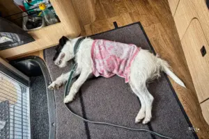 Um dem Hund die Hitze etwas erträglicher zu machen, hat er einen kalten nassen Lappen auf dem Rücken und Bauch gelegt bekommen.