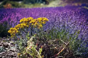 Das Violett des Lavendel leuchtet und bietet einen schönen Kontrast zu den gelben Blumen.