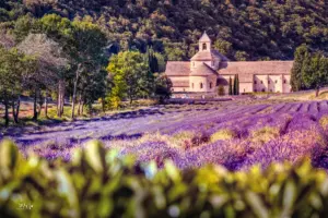 Mit den ersten Sonnenstrahlen beginnt der Lavendel seine leuchtenden Büschel zu präsentieren.