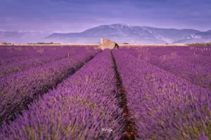 Im Abendlicht kommen die Farben der Lavendelfelder erst so richtig zum leuchten. Eine Hausruine im Hintergrund bildet den perfekten Eyecatcher.