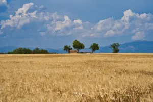Auch Weizenfelder geben nebst den Lavendelfeldern ein tolles Sujet ab.