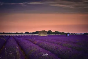 Das lange Warten auf den Abendhimmel am Lavendelfeld.