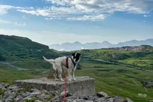 Der Hund posiert für ein Foto vor der Bergkulisse.