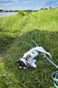 Voller Freude wältzt sich ein Hund im Gras um sich bei der Hitze etwas Abkühlung zu verschaffen.