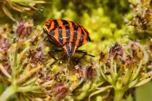 Die Makroaufnahme zeigt eine Feuerwanze beim sonnen auf einer Pflanzenblüte.