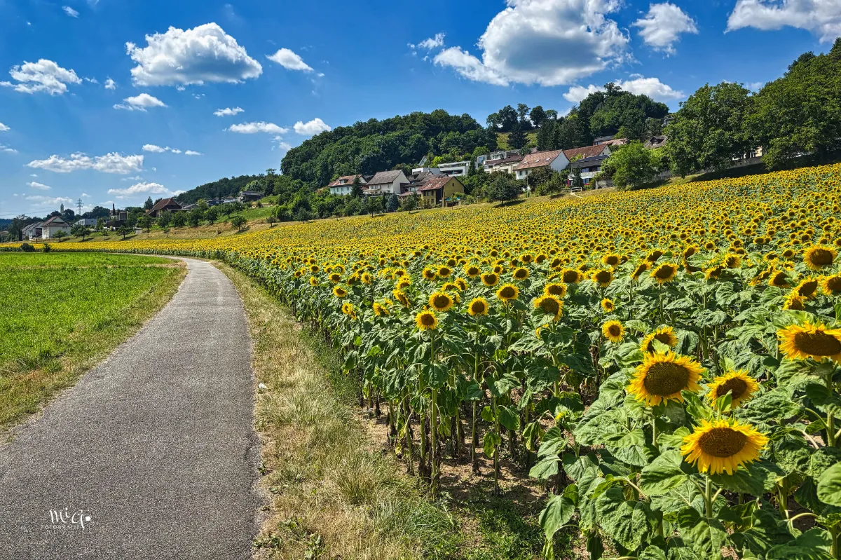 sonnenblumen-pflanzen-plantage Ein gelbes, leuchtendes Meer zeugt vom blühenden Sonnenblumenfeld.