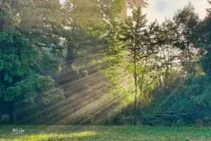 Durch den leichten Dunst in der Luft sind die Frühmorgendlichen Sonnenstrahlen die durch die Bäume und Sträucher strahlen sehr gut zu sehen.