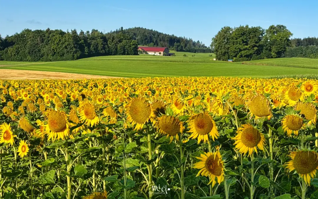 Überraschungen, Begegnungen und kleine Abenteuer – von Bad Säckingen in die Ostschweiz