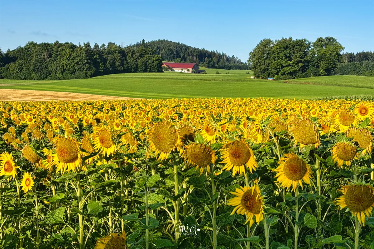 sonnenblume-pflanzen-landwirtschaft Das Feld voller Sonneblumen leuchtet in der Morgensonne in tiefem gelb.