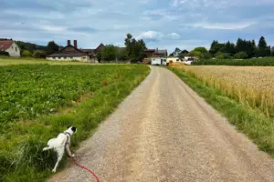 Der Feldweg führt vom Stellplatz direkt in die Natur und lädt zum Spaziergang für den Hund ein.